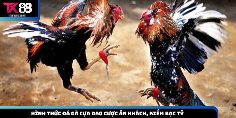 Đá gà cựa dao